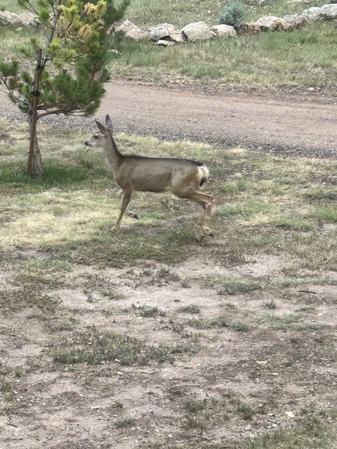 A deer crossing a forest road at dusk