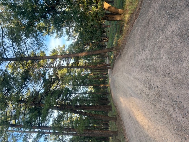 A pine-lined road in Colcord Mountain Estates