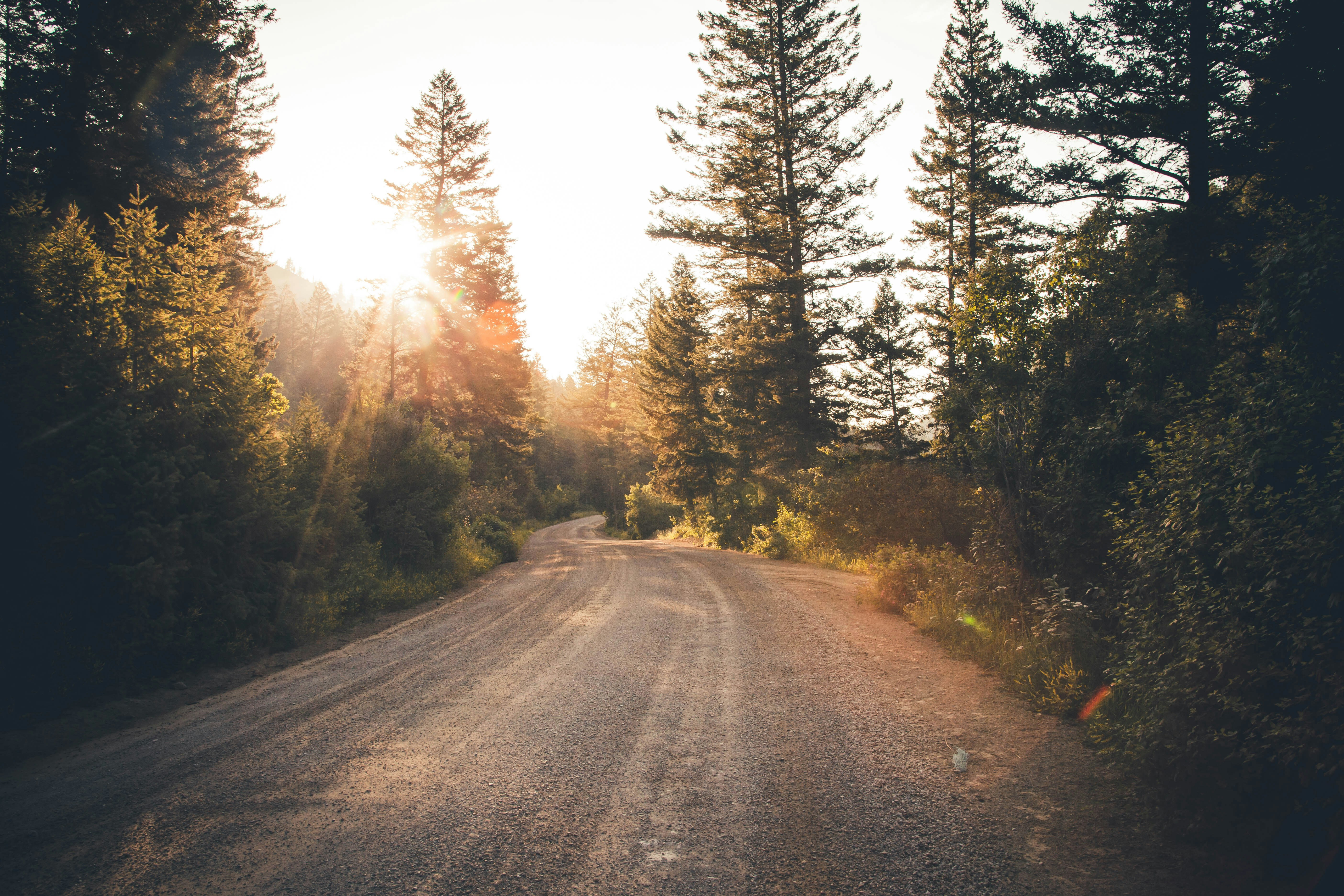 A two-track forest road in Arizona pine country